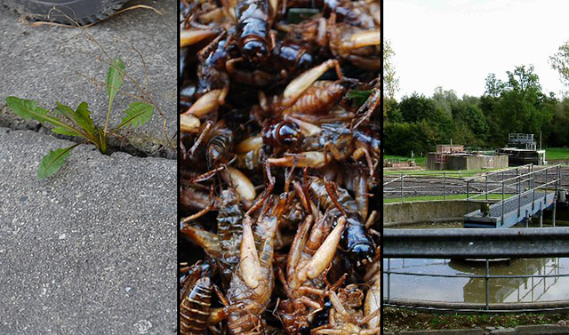 ‘Great Reset’: World Economic Forum Tells Public to Start Eating Weeds, Bugs, Drinking Sewage